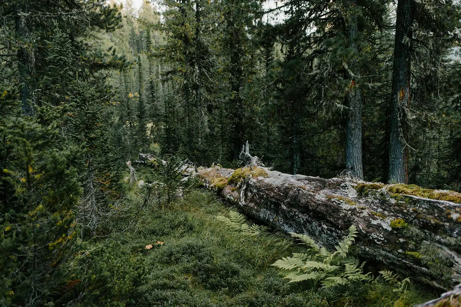 Främja biologisk mångfald